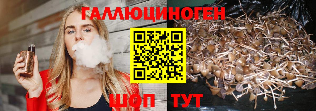 Галлюциногенные грибы Psilocybe Вязники